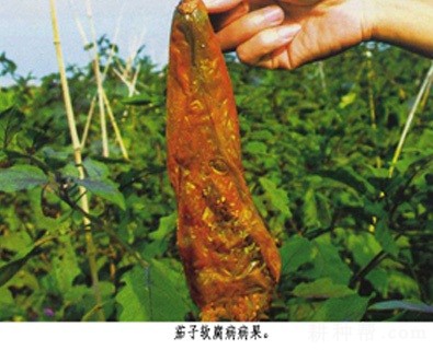 茄子软腐病怎么防治？