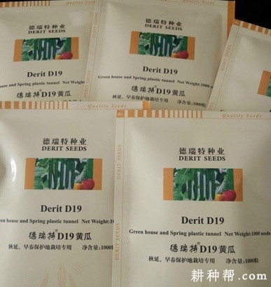 德瑞特D19黄瓜品种好不好？