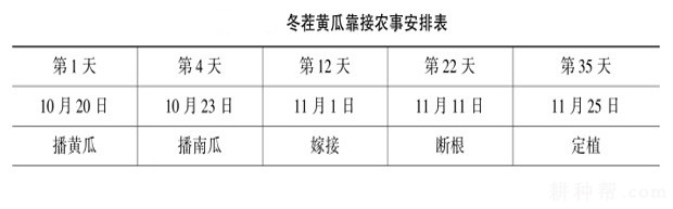 日光温室冬春茬黄瓜怎样种植？