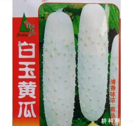 白玉黄瓜品种好不好？