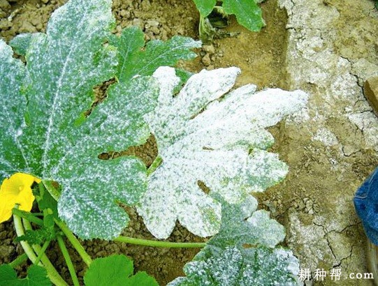 西葫芦白粉病怎样防治？