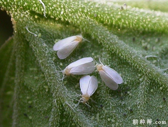 西葫芦如何防治温室白粉虱？