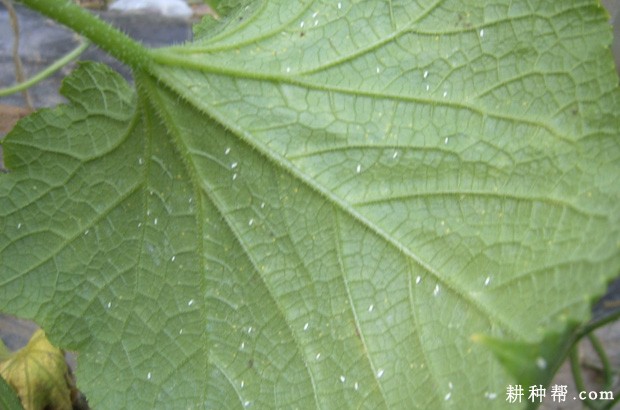 西葫芦如何防治温室白粉虱？