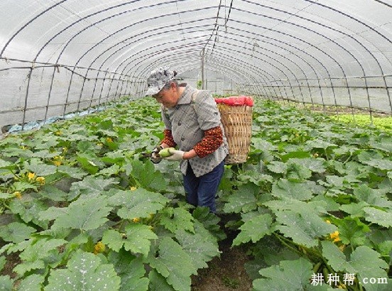 早春塑料大棚怎样种植西葫芦？