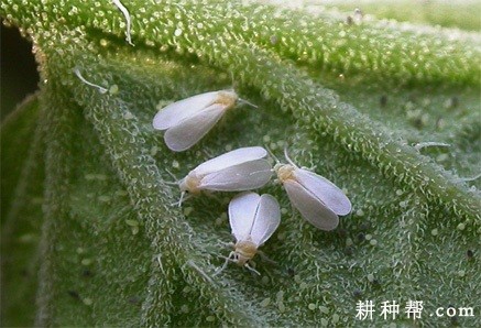 苦瓜怎么样防治温室白粉虱？