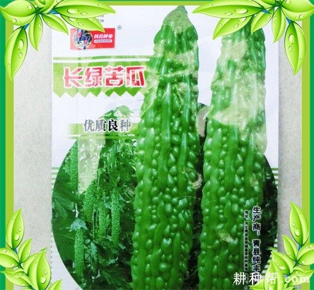 长绿苦瓜品种好不好？