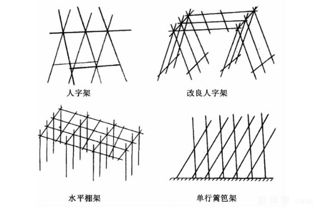 种植苦瓜如何搭架？