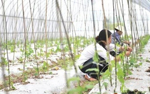 日光温室种植冬春茬苦瓜如何管理？