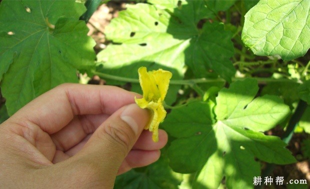 日光温室种植冬春茬苦瓜如何管理？