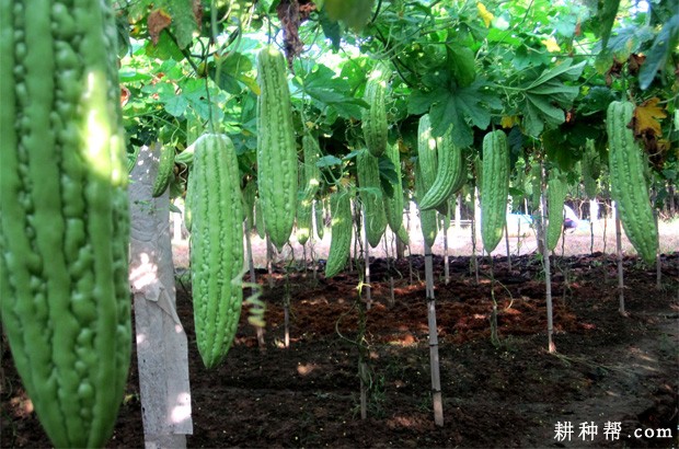 苦瓜定植后怎么样管理？