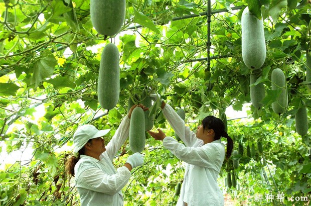 冬瓜有几种种植方式？