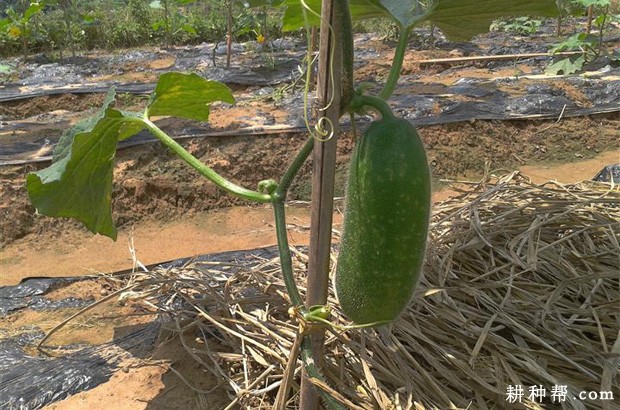 怎样种植日光温室越冬茬冬瓜？