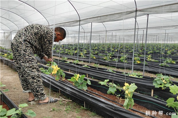 怎样种植日光温室越冬茬冬瓜？