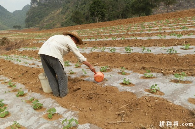 怎样种植露地爬地冬瓜？