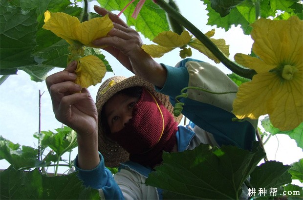 种植冬瓜怎样防止落花落果？