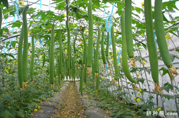 种植丝瓜需要什么条件？