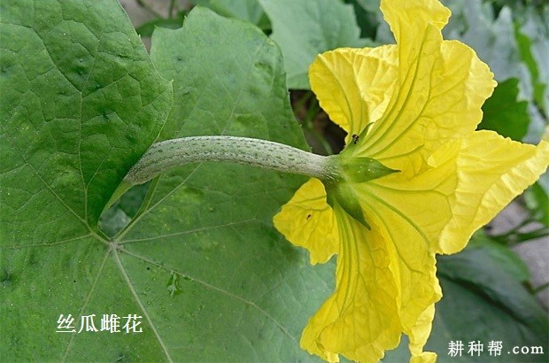 丝瓜的花朵有什么特点？