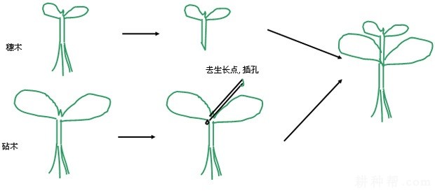 丝瓜苗期如何管理？