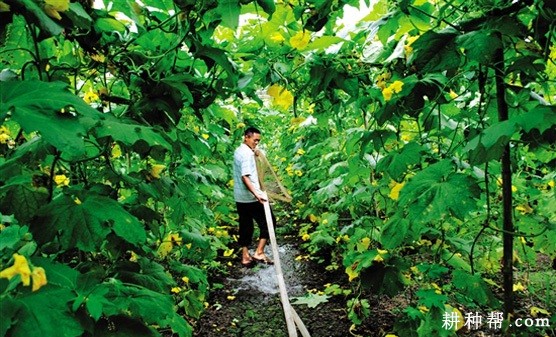 种植丝瓜如何浇水？