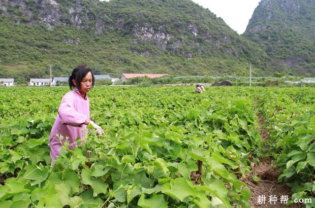 如何种植食苗佛手瓜？