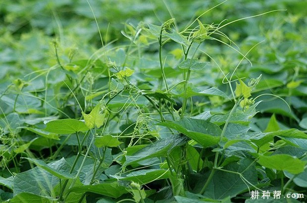 如何种植食苗佛手瓜？