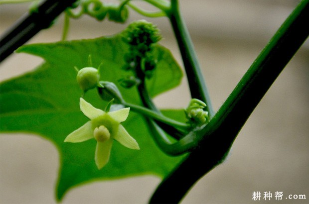 佛手瓜开花、结果有什么特点？