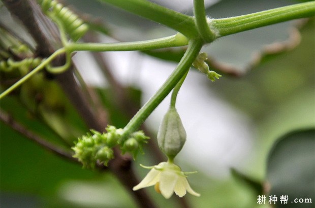 佛手瓜开花、结果有什么特点？