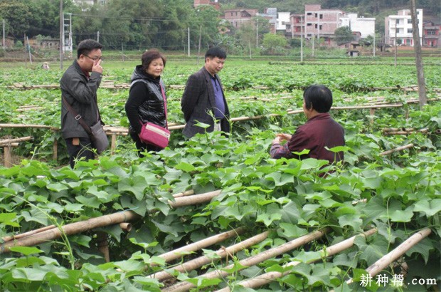  种植采收瓜果为主的佛手瓜如何管理？