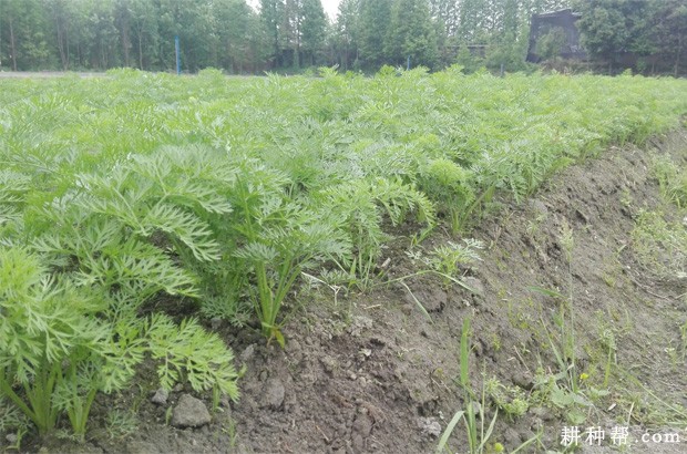 种植胡萝卜可以使用哪些植物生长调节剂？