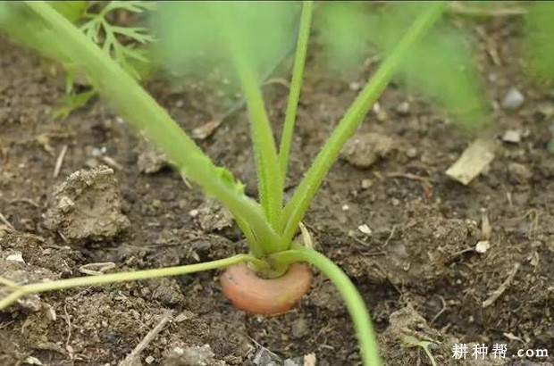 种植胡萝卜可以使用哪些植物生长调节剂？