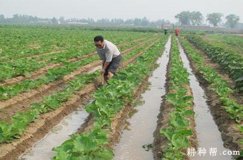 种植牛蒡如何施肥、浇水？