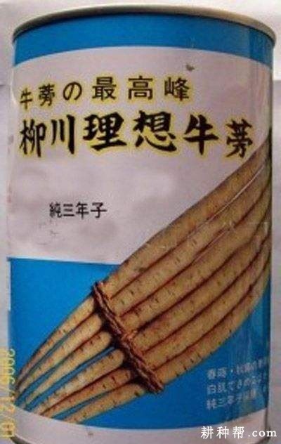 柳川理想牛蒡品种好不好？