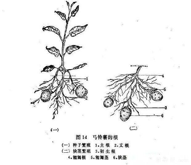  马铃薯植株地下部分有什么特点？