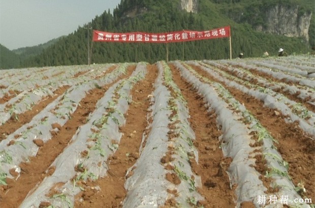 夏红薯如何种植？