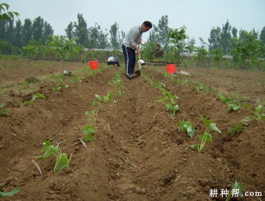 夏红薯如何种植？