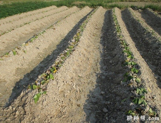 种植红薯前如何整地？