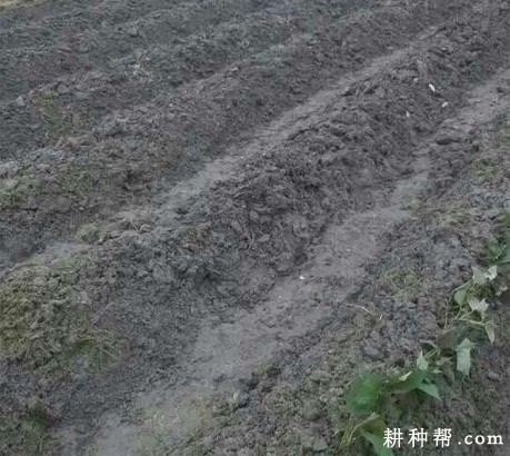 种植红薯前如何整地？