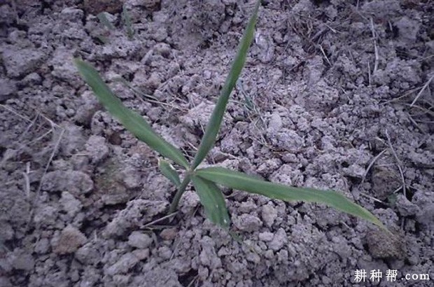 种植生姜如何浇水？