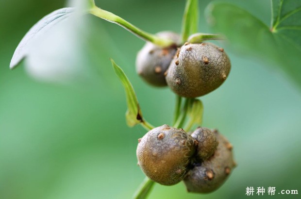 山药的茎有什么特点？