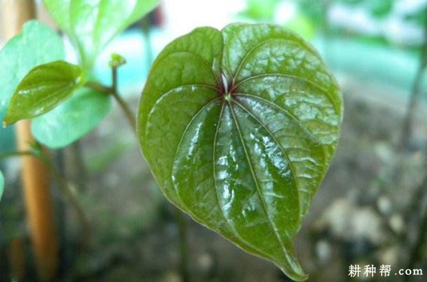 什么样的环境适宜种植山药？