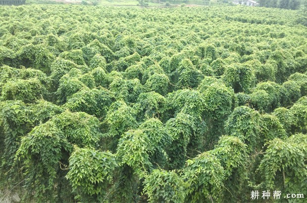 什么样的环境适宜种植山药？