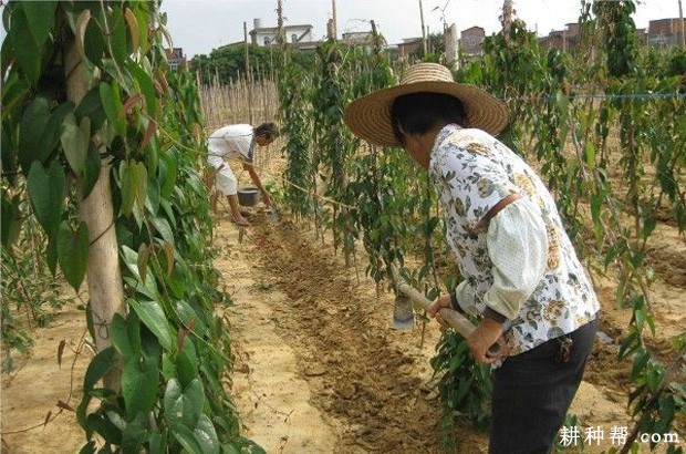 种植山药如何施肥？