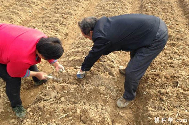 山药什么时候种植好？