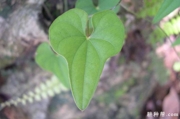 山药的叶子有什么特点？