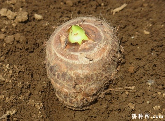 芋头什么时候种植好？