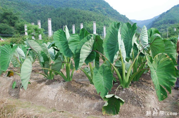 种植芋头需要什么样的环境？