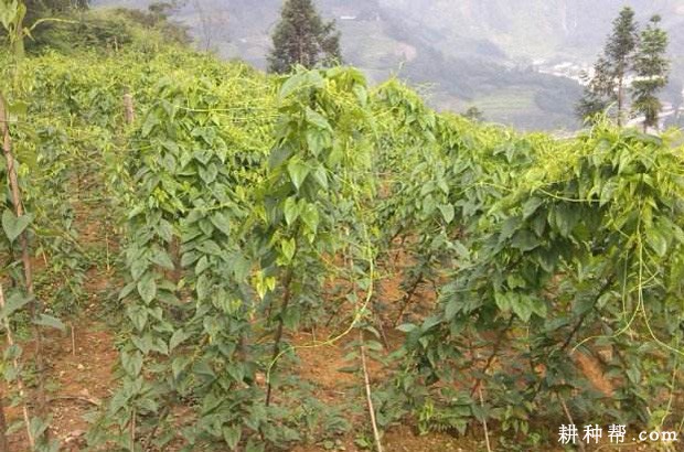 种植山药如何搭架？