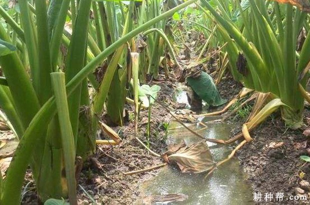 种植芋头如何浇水？