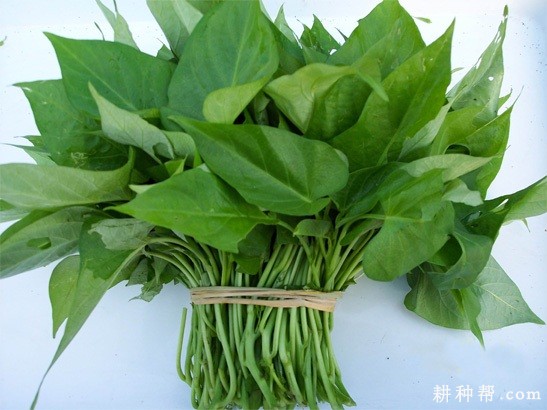 福菜薯18号红薯品种好不好？