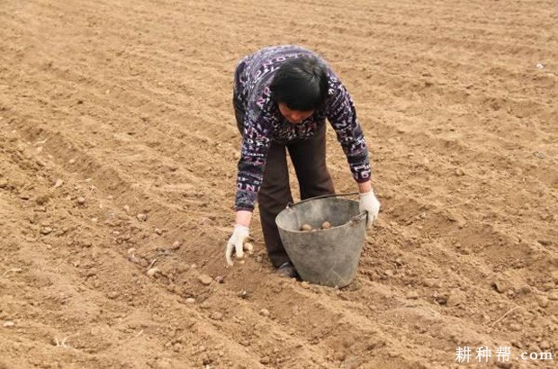 芋头如何播种？